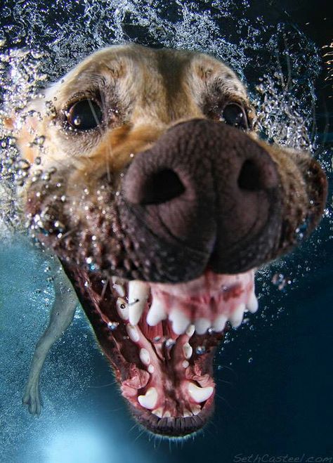 ... Underwater Dogs, Dog Swimming, Dog Brain, Silly Dogs, Airedale Terrier, Funny Dog Pictures, Water Dog, Weird Animals, Dog Photography