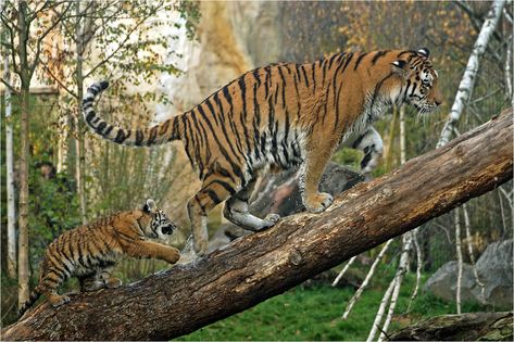 Tiger Climbing, Baby Wild Animals, Climbing A Tree, Cat Climber, Panthera Tigris, Water Tattoo, Cat Reference, Siberian Tiger, Animals Artwork