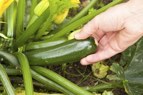 Freezing Zucchini, Growing Zucchini, Gardening For Dummies, Zucchini Plants, Easy Vegetables To Grow, Zucchini Squash, Better Homes And Garden, Hydroponic Gardening, Zucchini Noodles