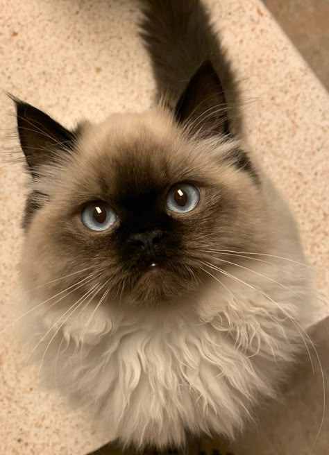 Simease Cats, Himalayan Persian Cats, Funny Looking Cats, Birman Cat, Himalayan Cat, Dream's Cat, Söt Katt, Ragdoll Kitten, Super Cute Animals