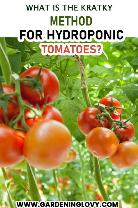 Do you want to know the most eco-friendly methods for how to grow tomatoes hydroponically at home? Read it here for your complete guidance.#indoorplantscare #indoorplants #plants Hydroponic Tomatoes, Home Hydroponics, Growing Tomatoes Indoors, Canning 101, Aquaponics Diy, Hydroponic Farming, Growing Tomatoes In Containers, Hydroponics Diy, Hydroponic Growing