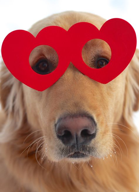 Golden Valentine's Day Homemade style heart glasses #funny Dog Neckerchief, Dog Valentine, Golden Retriever Mix, Dog Clothes Diy, Valentines Day Dog, Pet Scarf, Dog Valentines, My Funny Valentine, Puppy Clothes