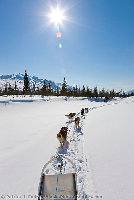 Dog Mushing, Arctic Region, Alaska Dog, Huskies Sled, Alaska Northern Lights, Alaska Winter, Dog Sled, Dog Husky, Sled Dogs