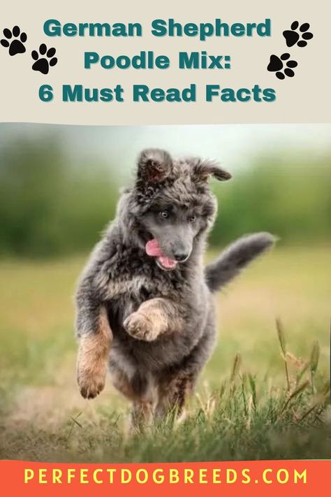 Here are six must-read facts about German shepherd poodle mix breed dogs that you need to know before introducing this pup into your home. From standard information like grooming to the best food for your pup, knowing everything about the dog breed you are thinking of getting is crucial. Read this article by Perfect Dog Breeds now for more. #germansheperd #mixbreeddog #poodlemix #poolemixbreed #germansheperdpoodlemix German Shepherd Poodle Mix, Mix Breed Dogs, Poodle Mix Breeds, Poodle Mix Dogs, German Shepherd Mix, German Shep, Most Popular Dog Breeds, Breed Dogs, Poodle Mix