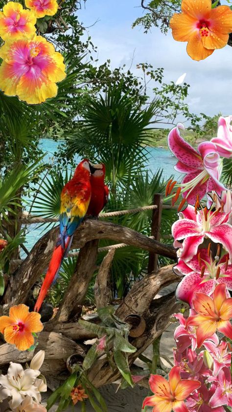 Mexico Tropical, Tropical Paradise, Hawaii, Paradise, Flowers, Mexico