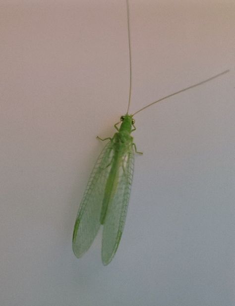 #bug #green #nature #insect #Green lacewing Green Lacewing, Lacewings, Green Nature, Moth, Insects, Cute Animals, Green, Animals, Nature