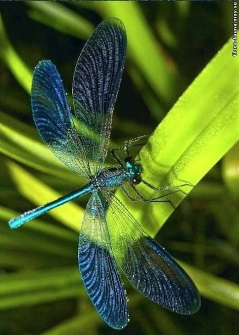 Dragonfly Lover Club | Perfect shot | Facebook Dragonfly Artwork, Dragonfly Images, Dragonfly Photography, Dragonfly Photos, Dragon Flys, Cool Insects, Dragonfly Dreams, Canvas Painting Tutorials, Dragonfly Art