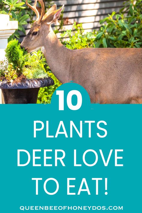 Avoid these plants if you live in an area populated by deer. These are some of the most attractive to deer. #plants #landscaping #deer Deer Plot Ideas, Plants That Deer Will Not Eat, Flowers Deer Will Not Eat, Plants Deer Will Not Eat, Flowers That Deer Will Not Eat, Deer Resistant Garden Plans, Deer Resistant Landscaping, Southern Landscaping, Deer Attractant