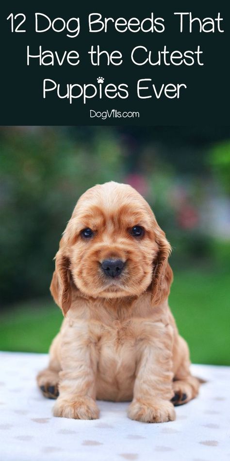 Cutest Puppies Ever, Cocker Spaniel Breeds, Breeding Dogs, Dog Contest, Cutest Puppy Ever, Cute Puppy Breeds, Spaniel Breeds, Best Dogs For Families, Dog Advice