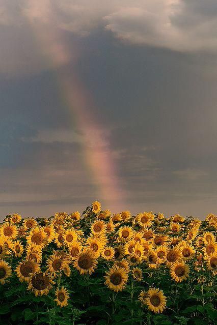 @cliffping Sunflower Iphone Wallpaper, Sunflower Pictures, Sun Flowers, Sunflower Wallpaper, Flowers Yellow, Sunflower Field, Have Inspiration, Wedding Garden, Sunflower Fields