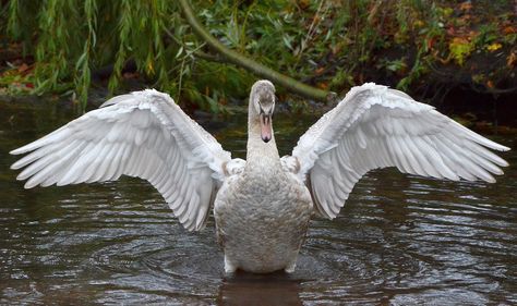 Young Swan Spreading its Wings | This photo was taken the mo… | Flickr Swan Wings, Swan Painting, Wings Drawing, Figure Reference, Greek Myths, October 31, Snow Queen, Traditional Paintings, Art Studies