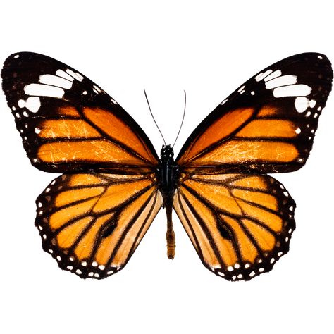 Monarch Butterfly Illustration, Orange Monarch Butterfly, Butterfly Png, Photo Clipart, Butterfly Illustration, Butterfly Clip Art, Butterfly Photos, Butterfly Drawing, Free Photoshop