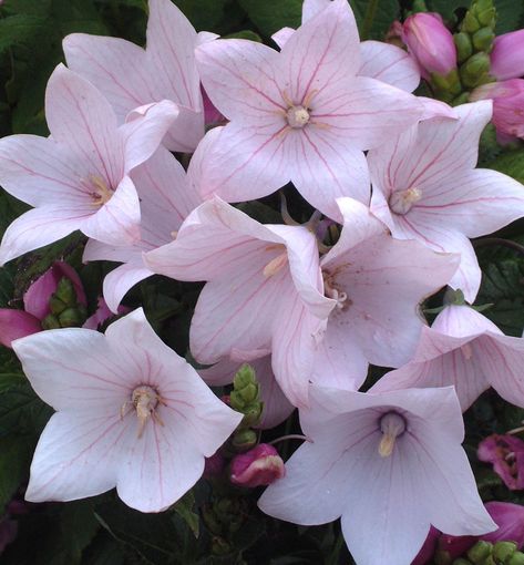 Astra Pink Balloon Flower - The balloon shaped buds pop open to perfect star shaped flowers. This is a compact, long blooming plant with bright pink blooms that make a good cut flower. Add it to beds and borders for summer garden color. Platycodon Grandiflorus, Deer Garden, Prairie Planting, Flowers For Sale, Flower Guide, Balloon Flowers, Herbaceous Perennials, Hardy Perennials, Plant Combinations