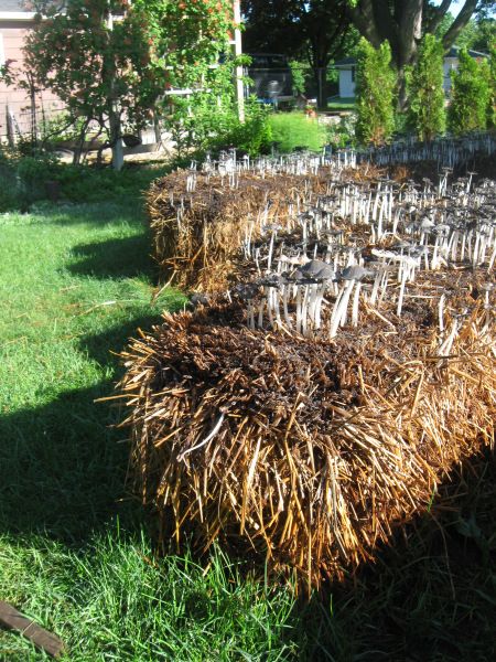 Primitive Traps, Haybale Gardening, Hay Bale Gardening, Strawbale Gardening, Growing Mushrooms At Home, Straw Bale Gardening, Elevated Gardening, Mushroom Cultivation, Gardening Projects