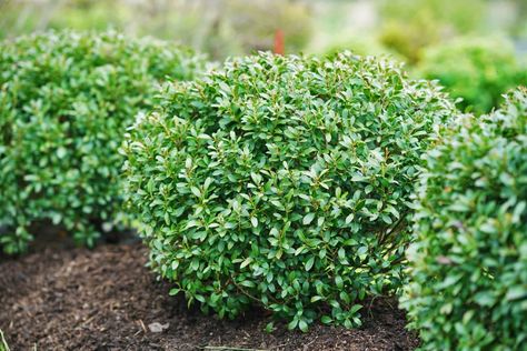 The Perfect Substitute for Boxwood – New Hollies Boxwood Alternative Front Yards, Soft Touch Holly Landscaping, Hoogendorn Holly, American Boxwood, Boxwood Bush, English Boxwood, Holly Shrub, Holly Bush, Box Wood Shrub