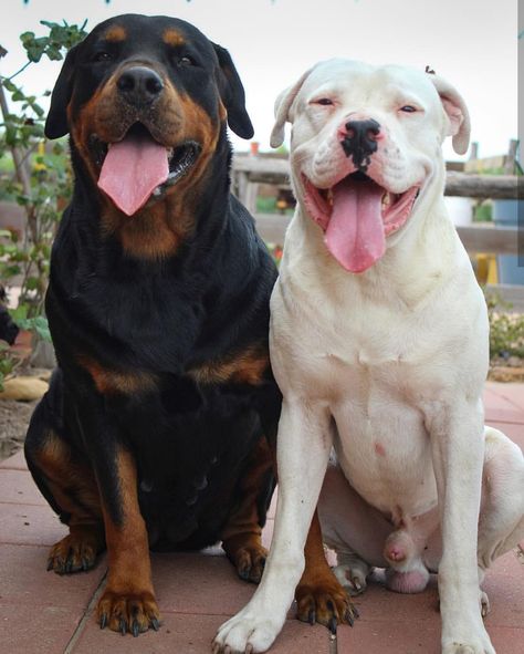 First albino Rottweiler I've ever seen Pitbull And Rottweiler, Albino Rottweiler, Rottweiler And Pitbull, Albino Dogs, Unique Puppies, Albino Dog, Rottweiler Pictures, Rare Albino Animals, German Rottweiler