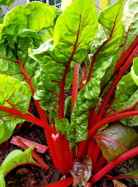 Cooking Swiss Chard, Chard Recipes Healthy, Swiss Chard Salad, Swiss Chard Recipe, Swiss Chard Recipes Easy, Sauteed Swiss Chard, Red Chard, Swiss Chard Recipes, Chard Recipes