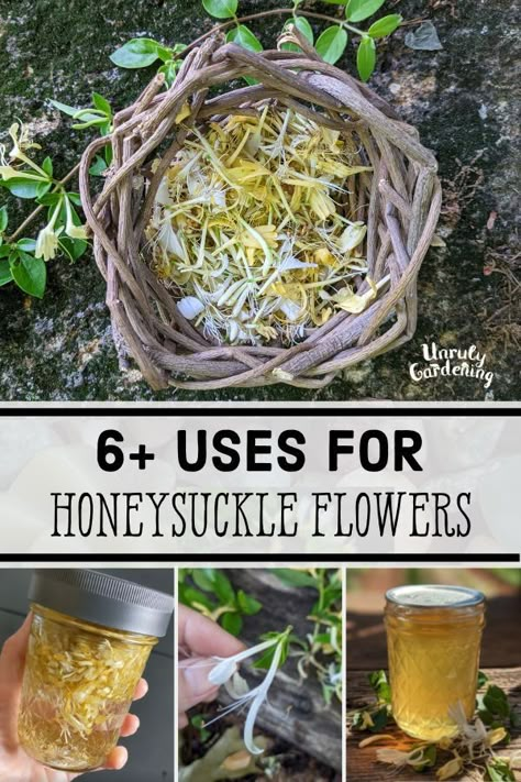 6 Uses for Honeysuckle Flowers - Unruly Gardening Honey Suckles, Honeysuckle Jelly, Honeysuckle Essential Oil, Honeysuckle Flowers, Honeysuckle Plant, Medicinal Wild Plants, Wild Honeysuckle, Honeysuckle Vine, Herbal Medicine Recipes