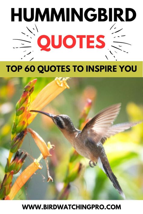 Hummingbird Quotes Hummingbird Sayings Quotes, Humming Bird Quote, Hummingbird Quotes Simple, Hummingbird Quotes Inspirational, Hummingbird Sayings, Hummingbird Spiritual Meaning, Hummingbird Quotes, Bird Poems, Naruto Shippuden The Movie