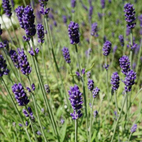 Hidcote Lavender, Lavender Hidcote, Front Yard Flowers, High Country Gardens, Dark Blue Flowers, Healing Garden, Witch Garden, Country Gardens, Sun Perennials