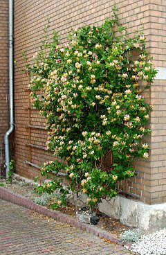 Honeysuckle Vines   (Lonicera species) Honeysuckle On Trellis, Honeysuckle Landscaping, Honeysuckle Vine Trellis, Honeysuckle Trellis Ideas, Evergreen Honeysuckle, Honeysuckle Trellis, Climbing Honeysuckle, Lonicera Periclymenum, Lonicera Japonica