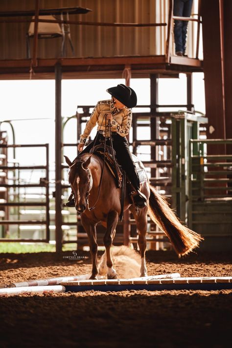 Western Pleasure Outfit, Mounted Shooting, Western Pleasure Horses, Western Trail, Western Horses, Horse Breeder, Reining Horses, Horse Pics, Horse Ideas