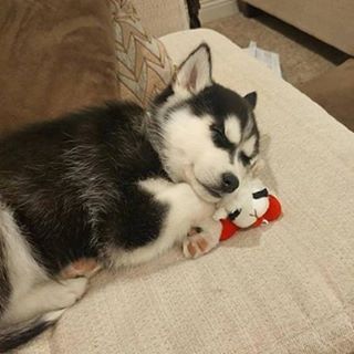 Baby Moon Moon cuddles with its lambchop. @9gag #9gag #husky#moonmoon#dog #instafollow #funny #F4F #tagforlikes Haski Dog, Cute Husky Puppies, Baby Huskies, Baby Moon, Cute Husky, Siberian Husky Puppies, Moon Moon, Really Cute Dogs, Cutest Animals