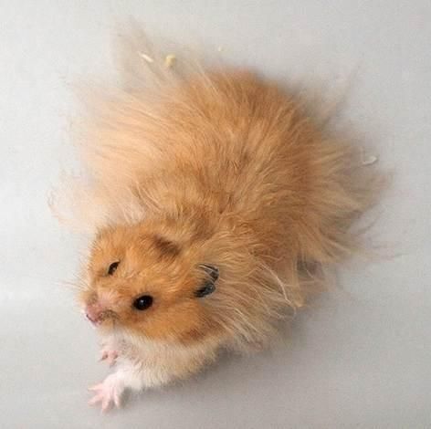 Ramone, he was at least this fuzzy and quite the escape artist Long Haired Syrian Hamster, Hamsters Syrian, Long Haired Hamster, Teddy Bear Hamster, Teddy Hamster, Hamster Syrian, The Escape Artist, Hamster Cute, Bear Hamster