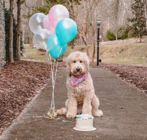 1 Year Puppy Birthday, Dog One Year Birthday Photos, 6 Months Dog Birthday, Puppy First Birthday Photoshoot, Puppy Birthday Photoshoot, Dog Birthday Photoshoot Ideas At Home, First Birthday Dog Photoshoot, 1 Year Dog Birthday, Puppy 1st Birthday Photo Shoot