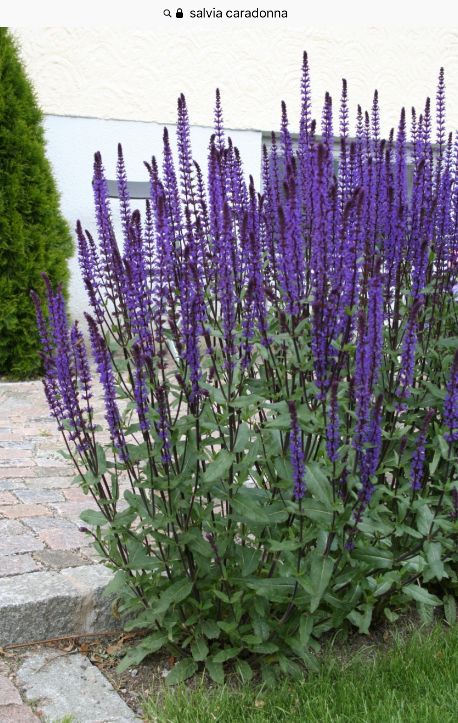 Salvia Caradonna, Salvia Garden, Meadow Sage, Salvia Nemorosa, California Native Garden, Blue Queen, Mediterranean Garden, Native Garden, House Beds