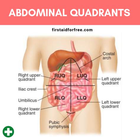 Abdominal pain can be a result of many conditions. In first aid, it is important is to decide when the condition is serious and time-critical. This is a difficult judgment because there are many... Abdominal Quadrants, Quadrants Of The Abdomen, Anatomy Education, Pain Assessment, Anatomy Organs, First Aid Training, First Aid Cpr, Human Digestive System, Human Body Organs