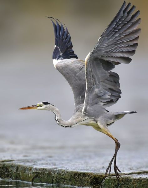 Heron Photography, Heron Flying, Heron In Flight, Heron Art, Regnul Animal, Grey Heron, Great Blue Heron, Animal Study, Herons