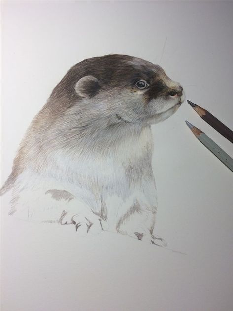 Coloured pencil work in progress. Drawing of an otter, wildlife series. Colored Pencil Drawings, Pencil Drawings Of Flowers, Pencil Work, Pencil Techniques, Pencil Drawings Of Animals, Colored Pencil Tutorial, Pencil Drawing Tutorials, Colored Pencil Techniques, Pencil Drawings Easy