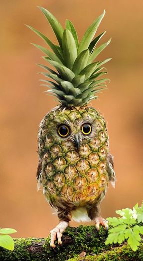 pineappowl :D just goes to show what sort of weird and wonderful things you can do with photoshop-type programs! To be honest, I'm not sure whether to burst out laughing or freak out! Animal Mashups, Photoshopped Animals, Funny Animal Memes, Animal Jokes, Weird Animals, Weird And Wonderful, Funny Animal Pictures, Surreal Art, Animal Memes