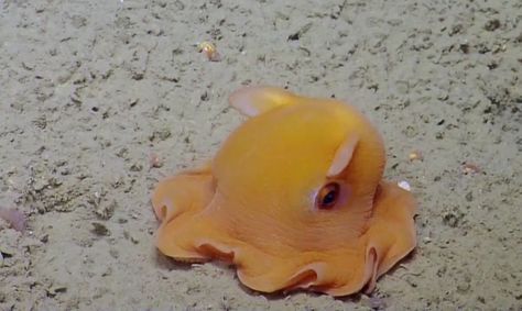 While diving off the central California coast, the team of E/V Nautilus encountered this Dumbo Octopus (named for its ear flaps) lingering on the sea floor. Dumbo Octopus Aesthetic, Bigfin Squid, Flapjack Octopus, Bigfin Reef Squid, Tiny Octopus, Blue Spotted Octopus, Dumbo Octopus, Sea Slug, Beautiful Sea Creatures