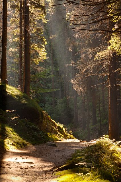 autumn forest and the sun | Explored #85 on Oct 8, 2011. Tha… | Flickr In The Forest, The Forest, The Sun, Trees, Forest, Sun, Green