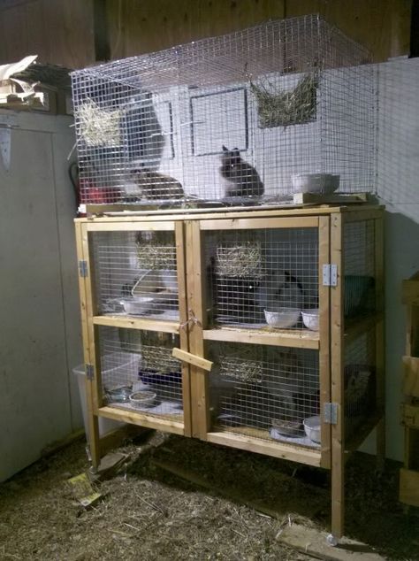 Like simplicity of cages. Make bigger with solid back Rabbitry Setup Ideas, Rabbit Hutch Ideas, Rabbit Hutch Outdoor, Guinnea Pig, Flemish Giant Rabbit, Hutch Ideas, Outdoor Rabbit Hutch, Homesteading Animals, Giant Rabbit