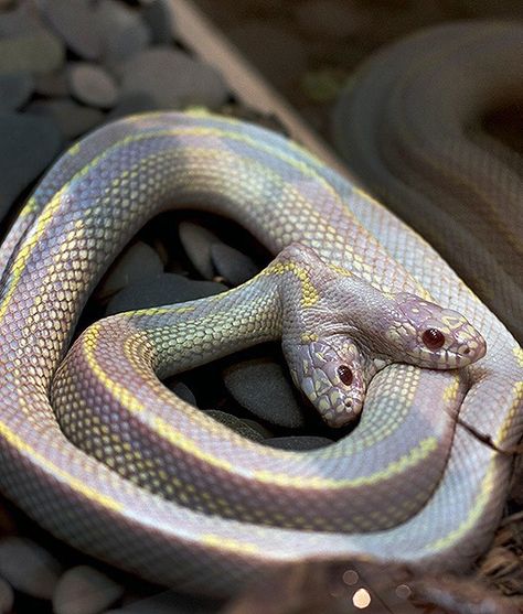 In Russia's Moscow Zoo, a very rare two-headed albino California kingsnake is displayed for viewers. The occurrence of two-headed snakes are one in a million and they usually do not survive in the wild. California Kingsnake, Cool Snakes, Colorful Snakes, Pretty Snakes, Rabbit Cages, Surviving In The Wild, Albino Animals, Cute Reptiles, Cute Snake