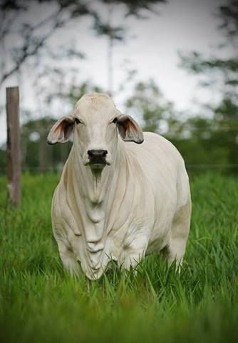 White Brahma Brahma Cattle, Brahma Cow, Brahman Cow, Brahman Bull, Gado Leiteiro, Brahman Cattle, Cows Milk, Animal Wallpapers, Albino Animals