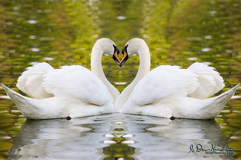 #ShareTheLove Two parts, one heart. Swan Love, Mute Swan, Swans Art, Beautiful Swan, Romantic Things To Do, Swan Song, Rare Birds, Romantic Things, Marianne Design