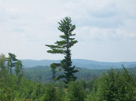 Jack Pine | Flickr - Photo Sharing! Jack Pine Tattoo, Jack Pine Tree, Tattoo Fixers, Pine Tattoo, Jack Pine, Amazing Trees, Lone Pine, Algonquin Park, Thunder Bay