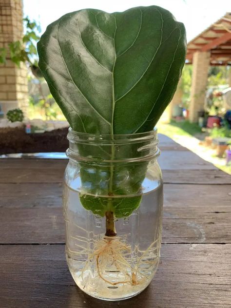 How To Propagate A Fiddle Leaf Fig In Water - Indoor Plant Care Propagate Fiddle Leaf Fig, Fiddle Leaf Fig Care, Fig Trees, Fig Plant, Plant Care Houseplant, Fiddle Leaf Fig Tree, Indoor Plant Care, Inside Plants, Decoration Plante