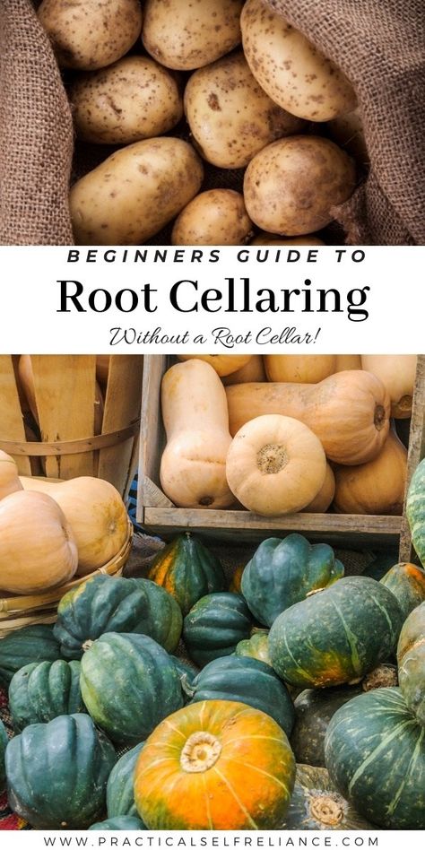 Beginners Guide to Root Cellaring (without Root Cellar!) Root Cellar Ideas, Diy Root Cellar, Storing Root Vegetables, Root Cellar Storage, Root Cellars, Storing Produce, Diy Survival, Canning Food Preservation, Canned Food Storage