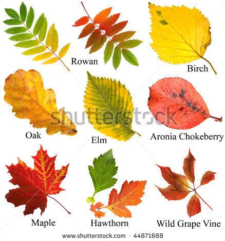 . Tree Leaf Identification, Fall Leaves Tattoo, Leaves Name, Leaf Identification, Art Rooms, Autumn Leaves Art, Watercolor Leaf, Tree Identification, Leaf Images