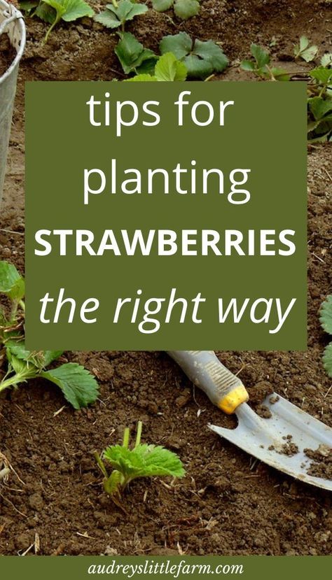 How To Plant Strawberries, When To Plant Strawberries, Planting Strawberries, Plant Strawberries, Growing Strawberries In Containers, Strawberries In Containers, Strawberry Beds, Strawberry Pots, Strawberry Plant