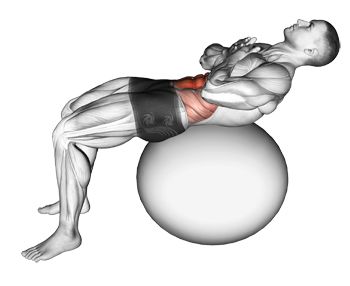 weights side bend muscles - Google Search Dumbell Lunges, Barbell Deadlift, Swiss Ball, Barbell Squat, Hamstring Curls, Reverse Crunches, Reverse Lunges, Body Weight, Muscles