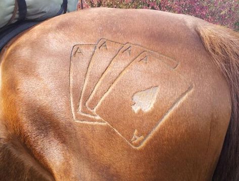 Cool Horse Clipping Designs, Horse Clipping Art, Horse Shaving Designs, Horse Clipping Patterns, Horse Clipping Designs, Clipping Ideas, Horse Clips, Horse Mane Braids, Horse Halloween Costumes