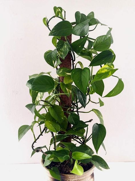 Pothos With Moss Pole, Porthos Plant, Pothos On Moss Pole, Ivy Houseplant, Mint Plant Care, Pathos Plant, Indoor Plant Trellis, Pothos Plants, Mint Plant