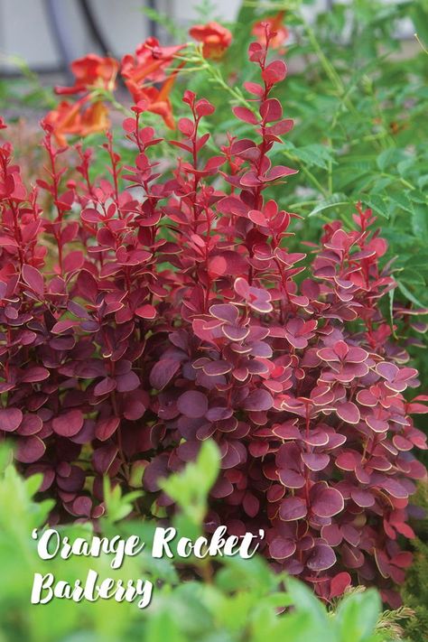 7 Tall And Slender Shrubs For Tight Spaces -- from Southern Living    Slim and sleek, ‘Orange Rocket’ brings dramatic color and height to even the smallest garden nooks. Perfect for containers or as an accent in beds and borders, ‘Orange Rocket’ is widely adaptable and a good choice for water-wise landscapes.    #southernliving #waterwise #narrowgardens #tightspacegardens #hellstrip #deerresistant Tall Slender Shrubs, Tall Bushes For Landscaping, Orange Rocket Barberry Landscape Ideas, Colorful Shrubs For Landscaping, Red Bushes Landscaping, Outdoor Fall Arrangements, Tall Plants For Front Of House, Red Shrubs Landscape, Orange Rocket Barberry In Landscape