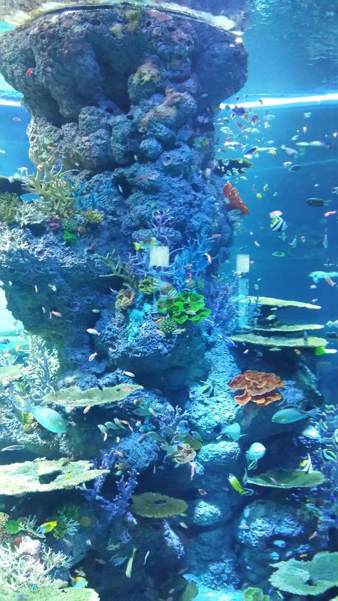 Sea aquarium Singapore Singapore Sea Aquarium, Singapore Aquarium, Sea Aquarium Singapore, Aquarium Photos, Sea Aquarium, Giant Waves, Birthday Happy, Ocean Life, Sea Animals